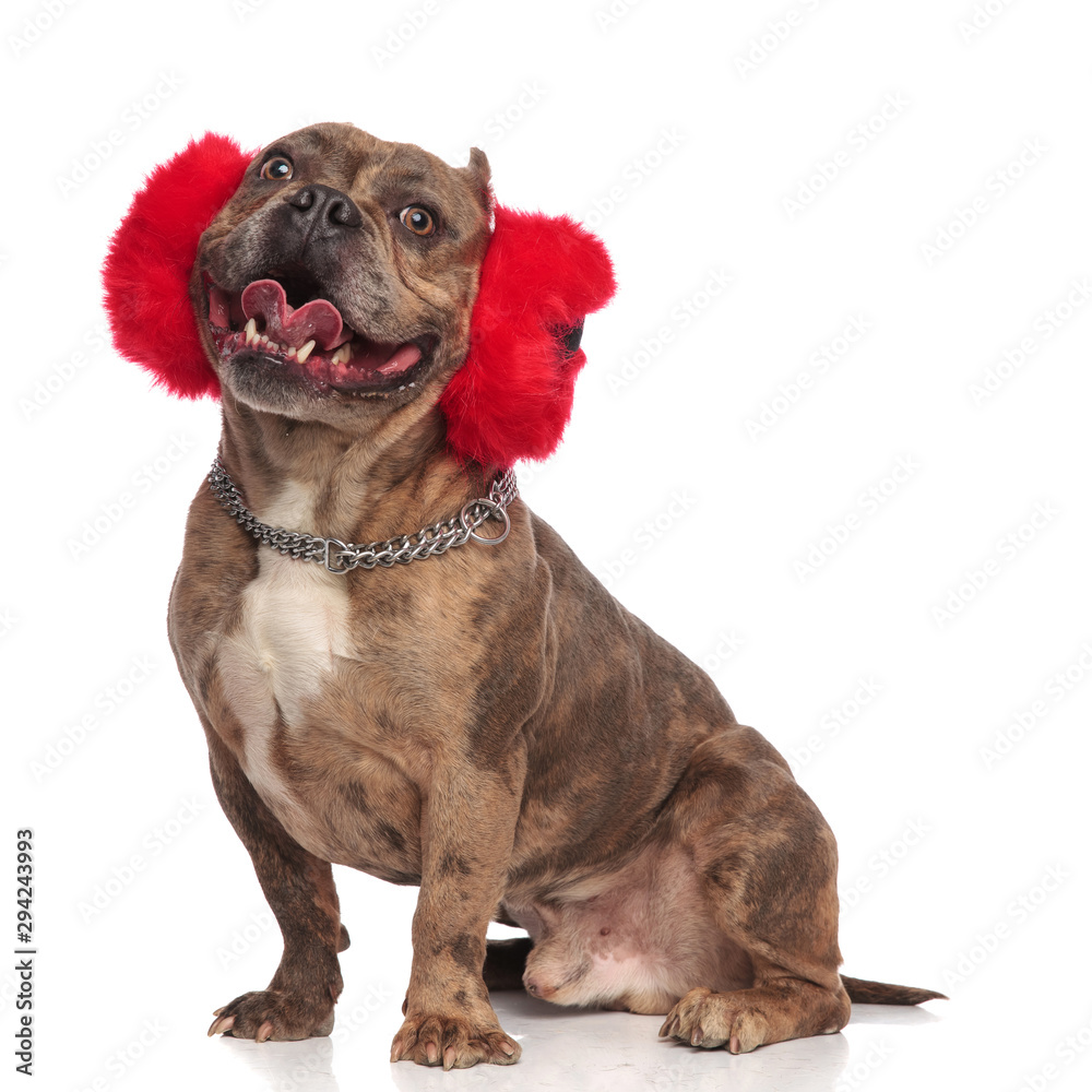 cute american bully wearing red earmuffs and panting