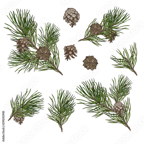 Christmas plants set, pine branches with cones isolated on white background, vector illustration