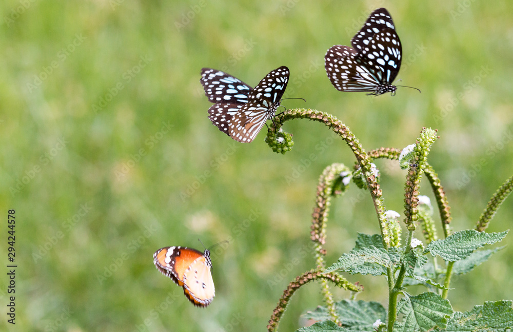 Obraz premium two blue butterflies and one orange butterfly flying and feeding on a green plant in a green grass field around an empty lake in South India - Tiruvannamalai 2019