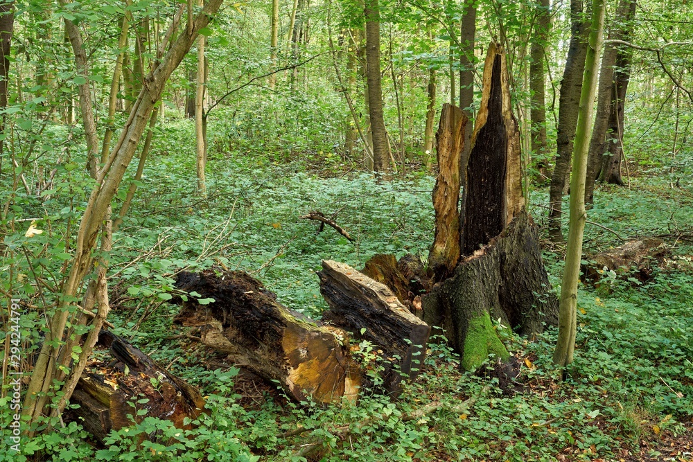 Obraz premium Deadwood in the forest