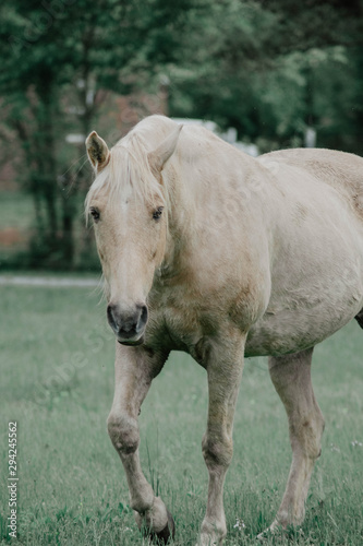 Spirit