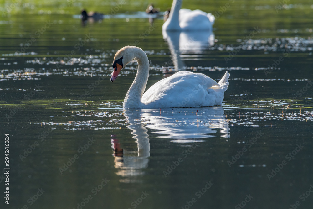 Fototapeta premium Swan in the lake
