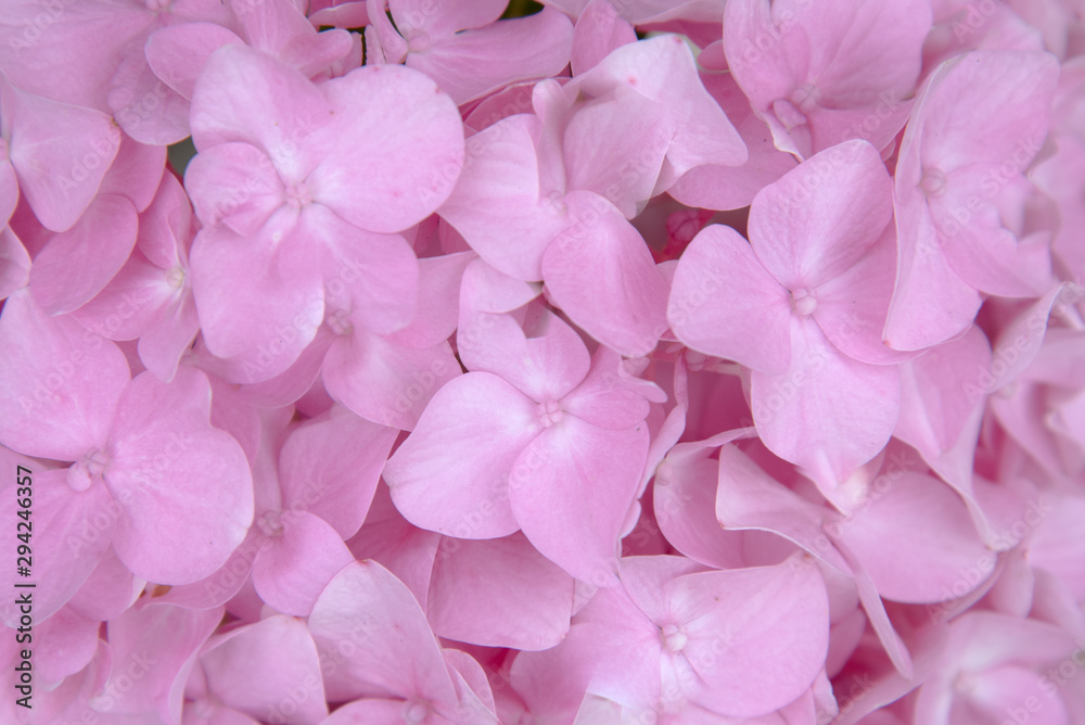 pink hydrangea macro. background with pink hydrangea macro.