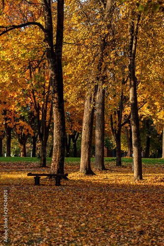 Yellow trees on autumn evening in the park