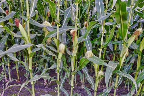 Corn plants