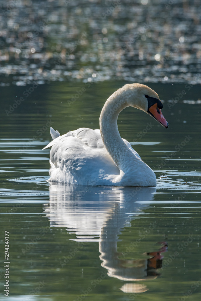 Fototapeta premium Swan in the lake