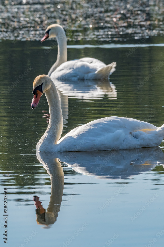 Fototapeta premium Swans in the lake