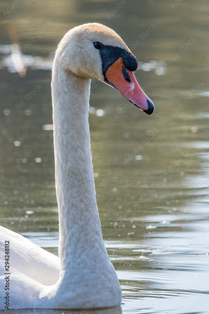 Fototapeta premium Swan in the lake