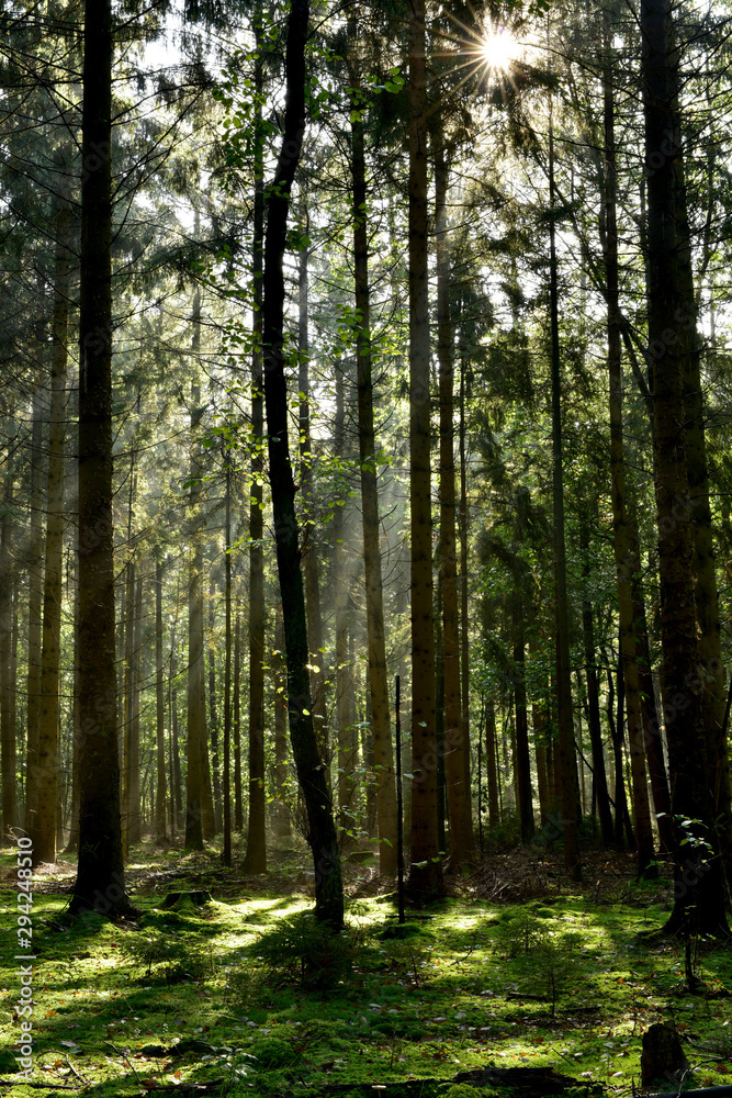 Fototapeta Forstwirtschaftlich genutzter Wald mit Fichten im Licht der Sonne