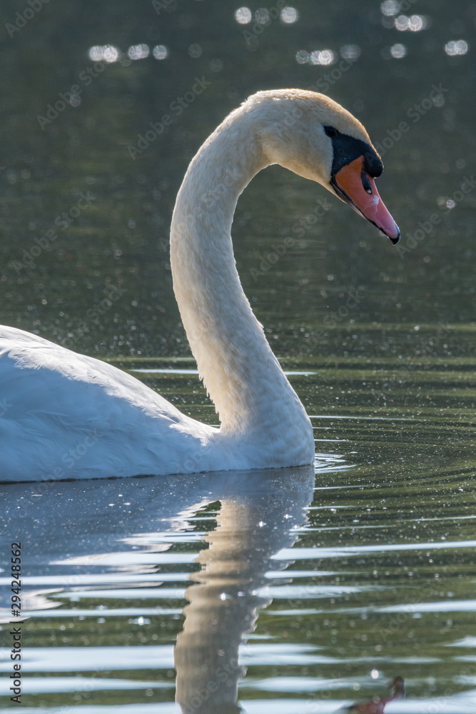 Fototapeta premium Swan in the lake