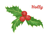 Holly isolated on white background. Vector illustration of red berries and green leaves in cartoon flat style. Christmas or New Year decoration.
