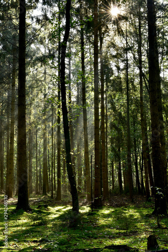 Forstwirtschaftlich genutzter Wald mit Fichten im Licht der Sonne