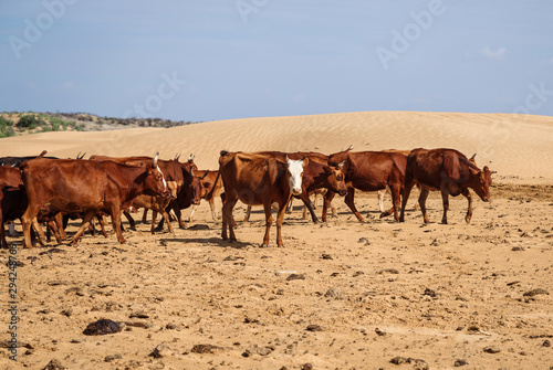 Cows walk around desert
