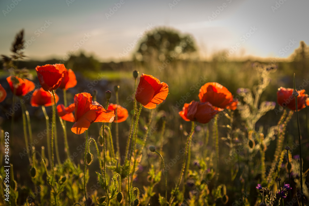 Obraz premium Mohnblumen im Abendlicht