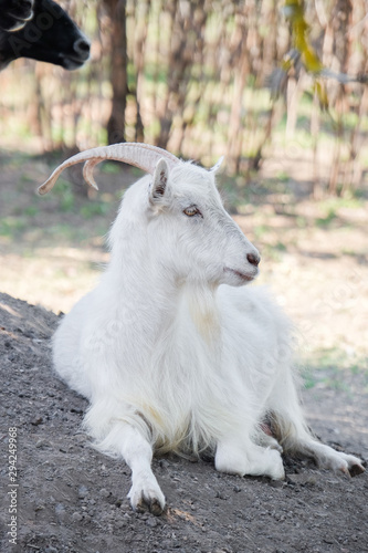 Cute funny goat on farm