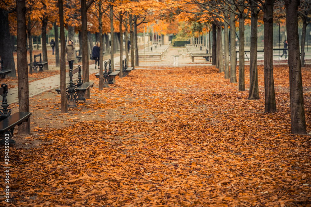 Alley of Luxembourg Gardens, Jardin du Luxembourg in Paris France, covered with orange autumn leaves on an Autumn day - obrazy, fototapety, plakaty 