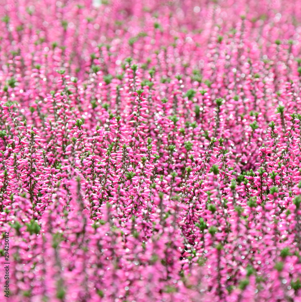 Hintergrund Textur, Heidekraut, Erika, Blumentextur Hintergrund Textur, Heidekraut, Erika, Blumentextur