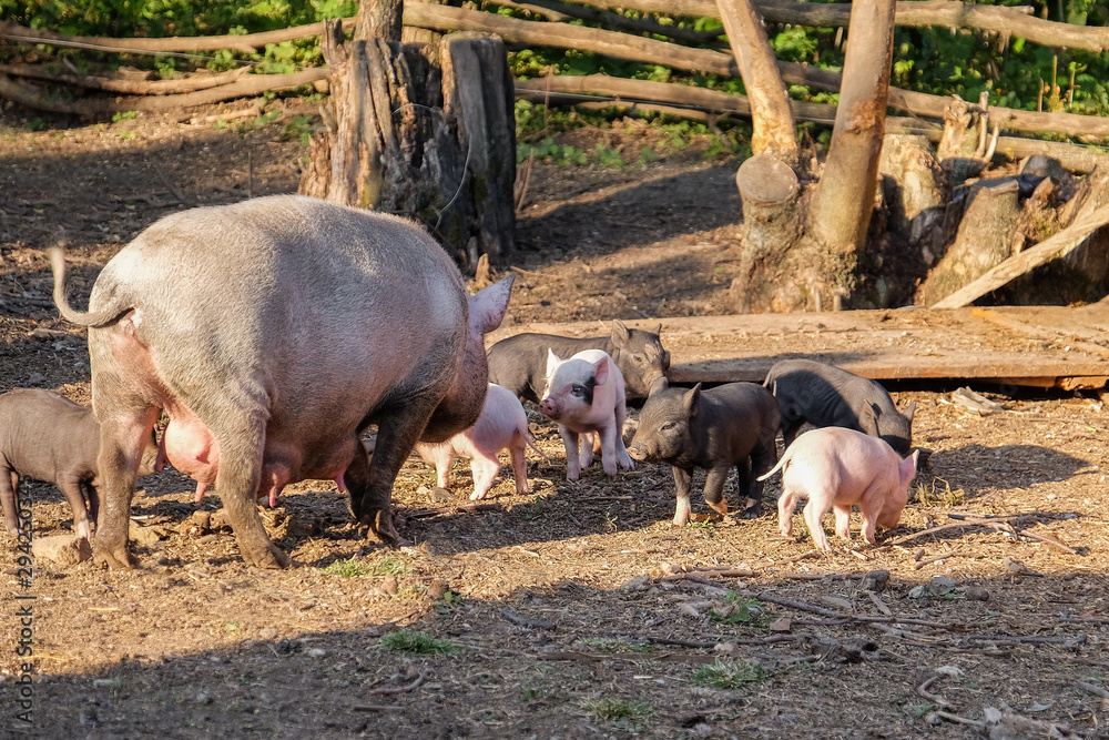 Cute funny pig with piglets on farm Cute funny pig with piglets on farm