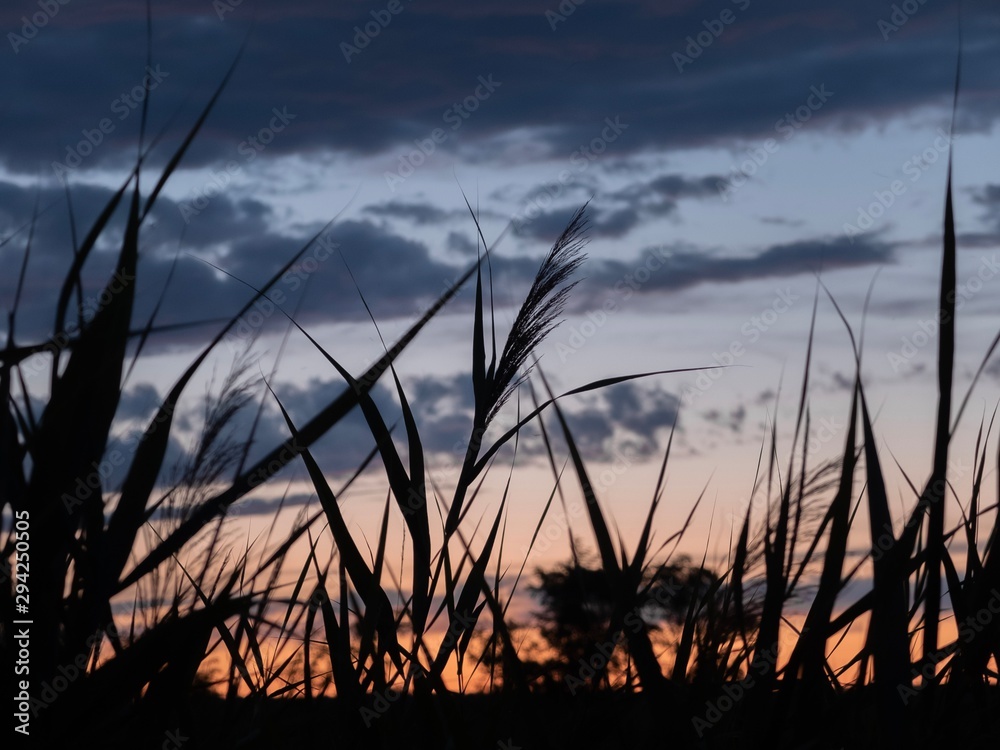 Reed at sunset