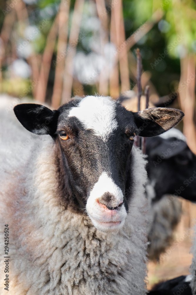Fototapeta premium Cute funny sheep on farm