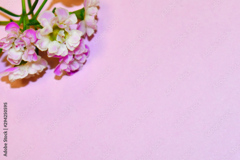 Fresh flowers on a pastel pink background. Congratulatory design for postcards. Copyspace.