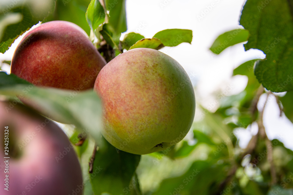 An apple hanging on the tree