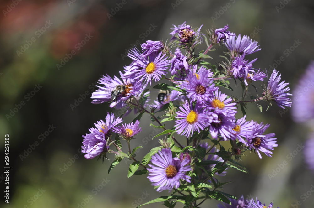 Side View of Bees on Purple Flower