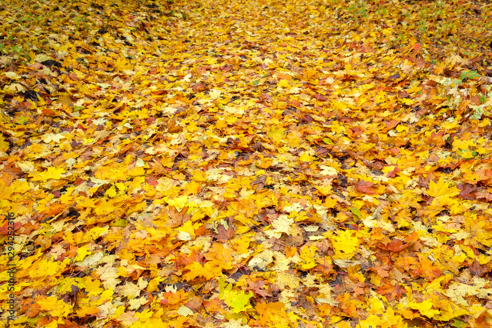 background of autumn leaves. Autumn yellow leaves covered the ground background of autumn leaves. Autumn yellow leaves covered the ground