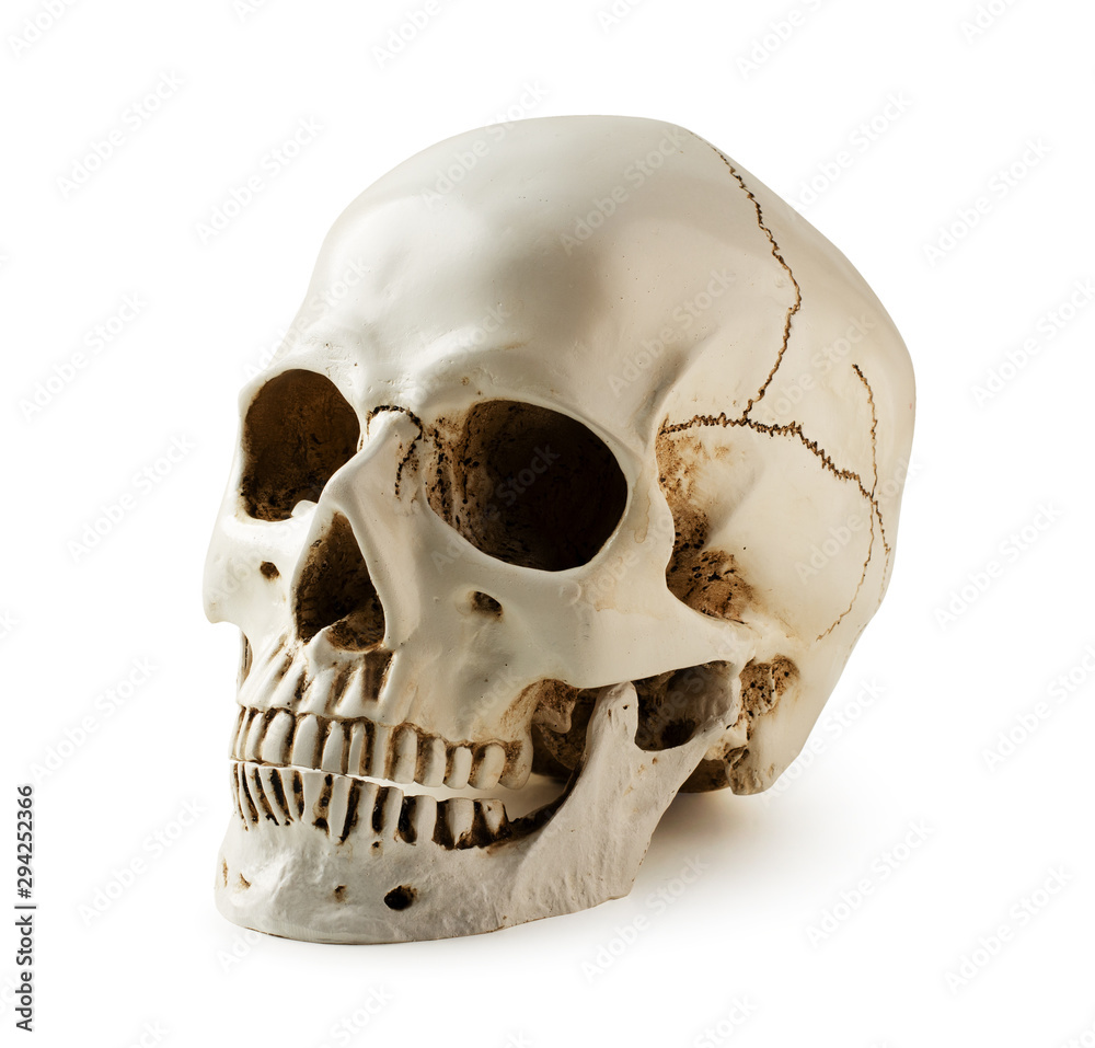 Obraz premium Human skull