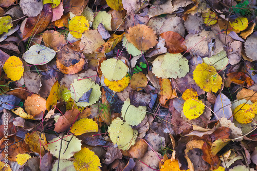Fallen yellow leaves covered with drops of water on the ground in the forest.