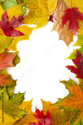 Border frame of colorful autumn maple leaves