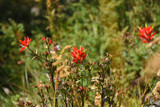 Red Indian Paintbrush Wild Flowers