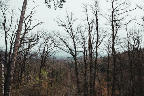 Forest with clouds in Romania 