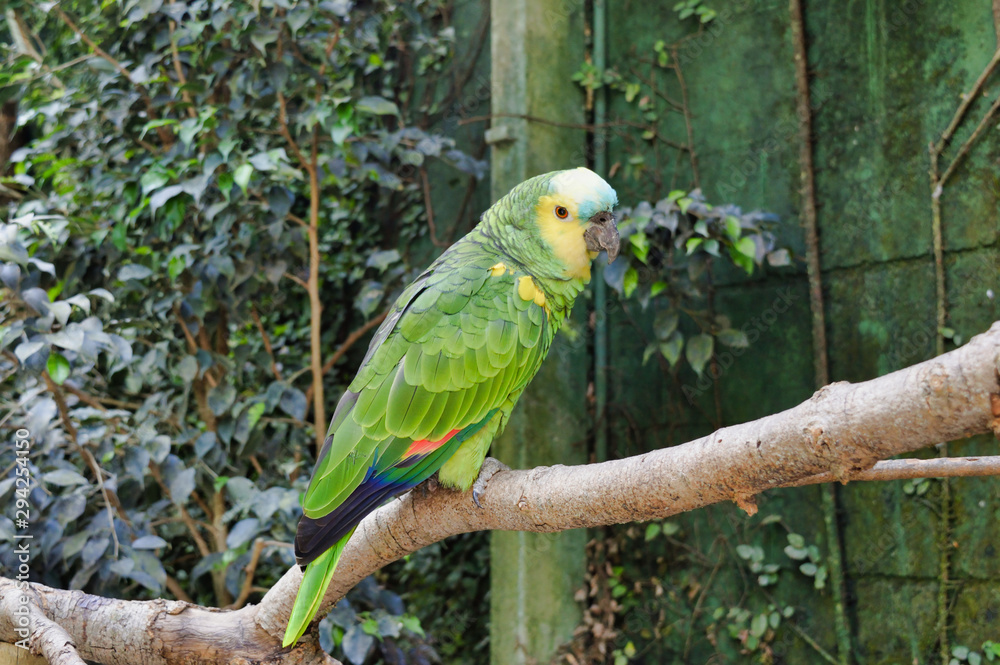 Parrot posing at tropical botany