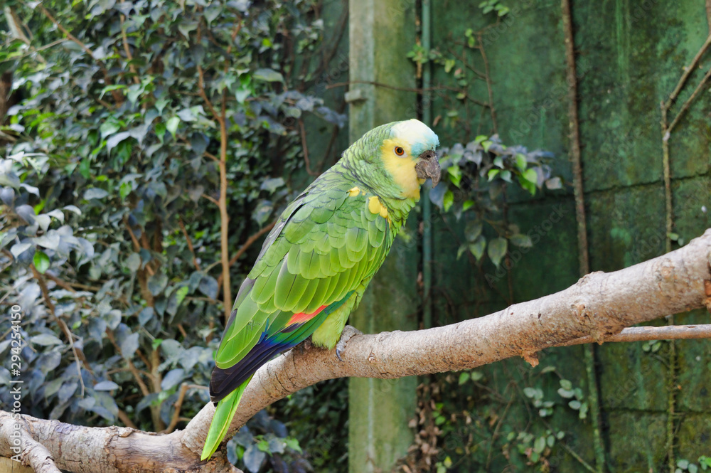 Obraz premium Parrot posing at tropical botany