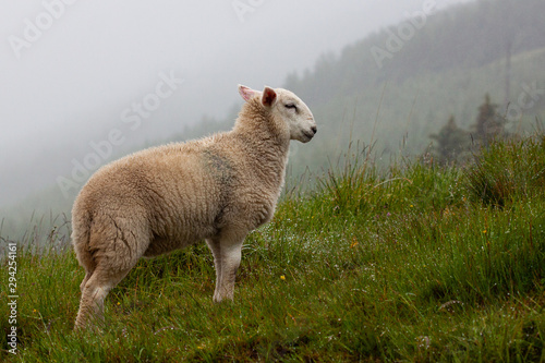 lamb standing on foggy green mountain with forest