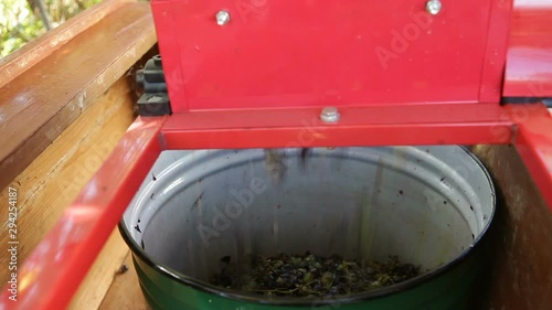 Wallpaper Mural Winemaker grinds ripe black grapes in a grinder. One of the processes of making homemade wine. Torontodigital.ca