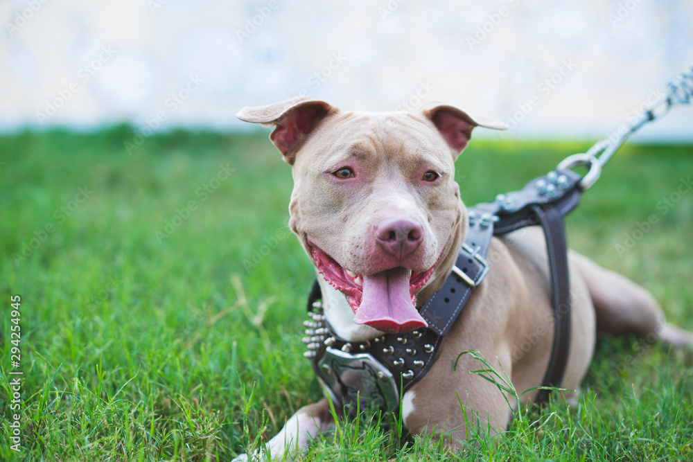 purebred female pitbull dog on the grass