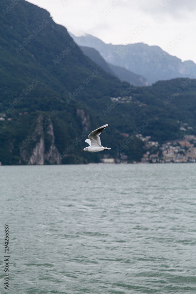 Fototapeta premium fly bird