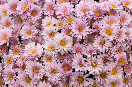 Marguerite  Chrysanthemum segetum  flowers. Natural floral decorative texture  pattern or background of shades of pink color
