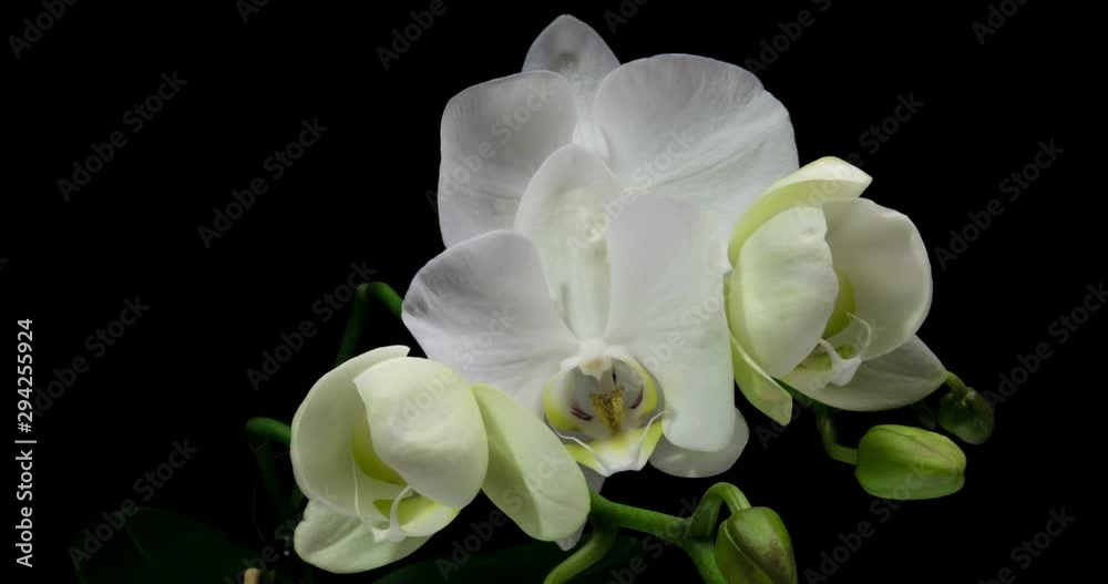 Time-lapse of opening orchid 4K on black background Time-lapse of opening orchid 4K on black background