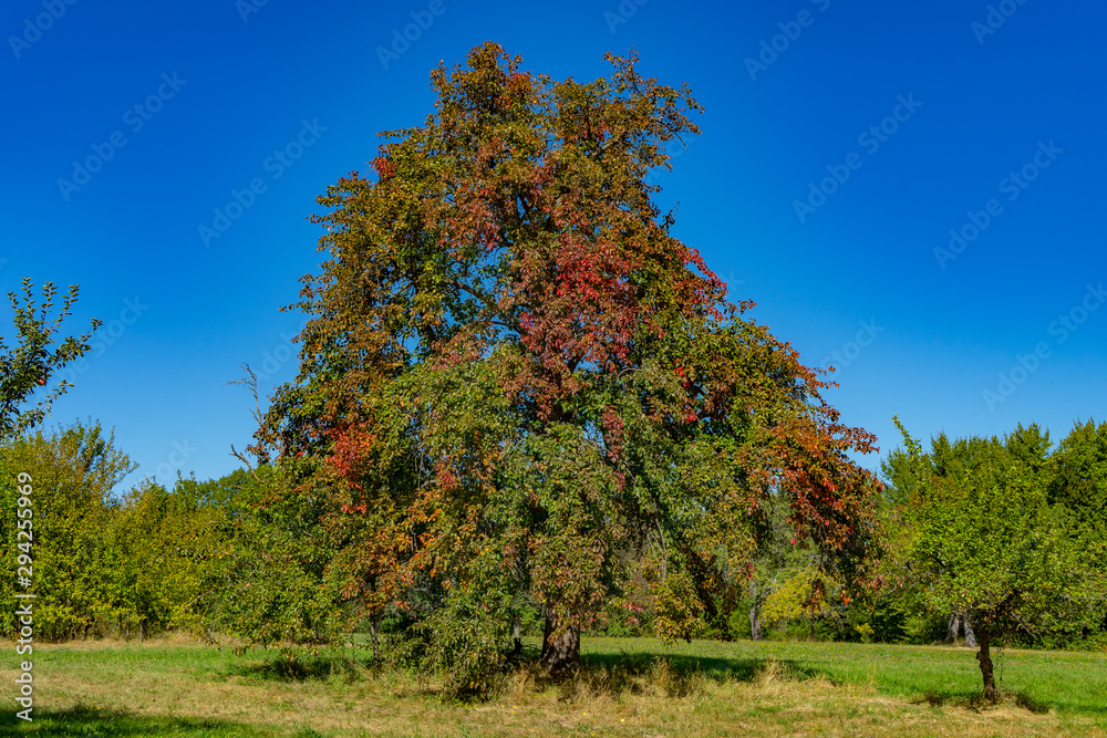 Fototapeta premium View to a big tree near by Black Forest