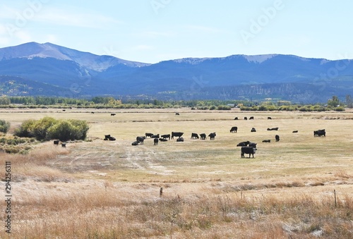 Cows in Colorado