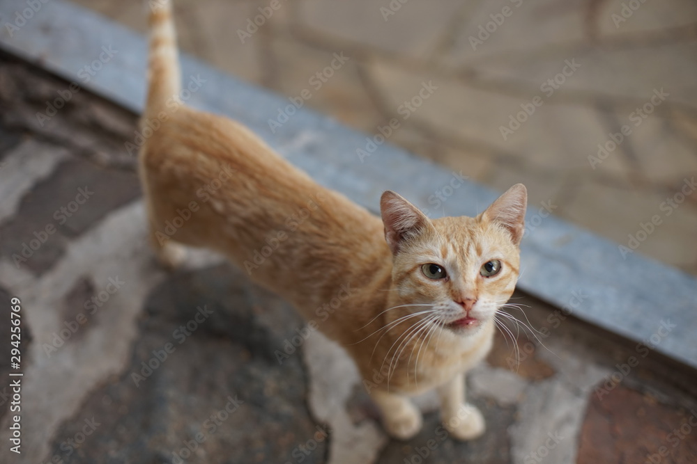 red cat standing on a wild stone floor and looking at the camera, animal portrait outdoor.