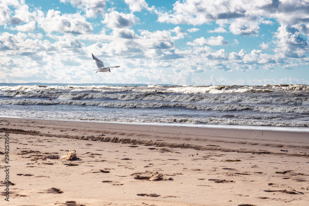 seagull is fighting the wind, Gdańsk, Poland seagull is fighting the wind, Gdańsk, Poland