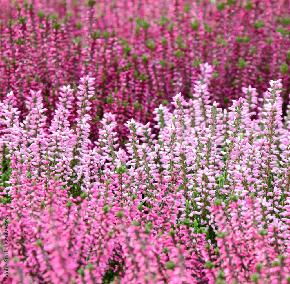 Erika Heidekraut Friedhofsblumen Allerheiligen Erika Heidekraut Friedhofsblumen Allerheiligen