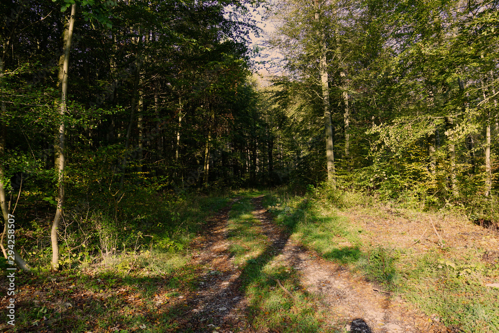 Fototapeta premium Wanderweg in einem Wald bei Alfeld Leine