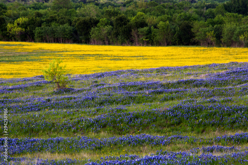 Purple and Yellow Field of Flowers on the Bluebonnet Trail Near Ennis Texas