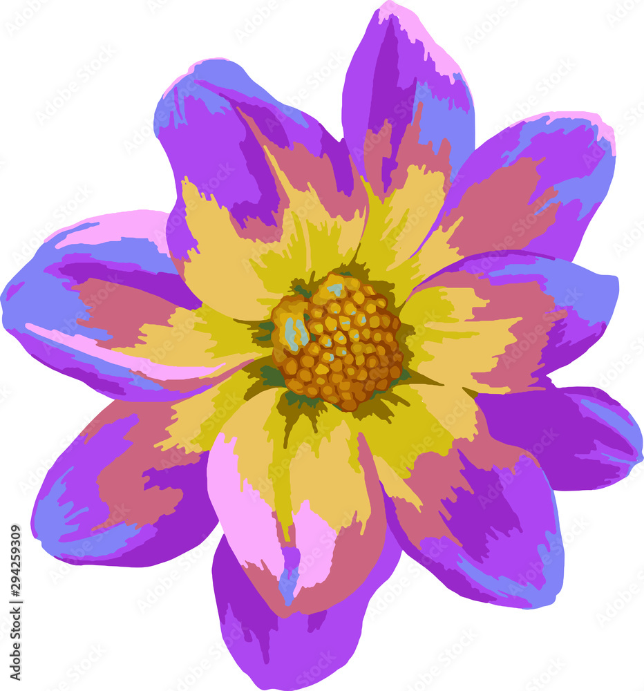 Obraz premium Сloseup pink and yellow Dahlia flower. Vector illustration isolated on white background.