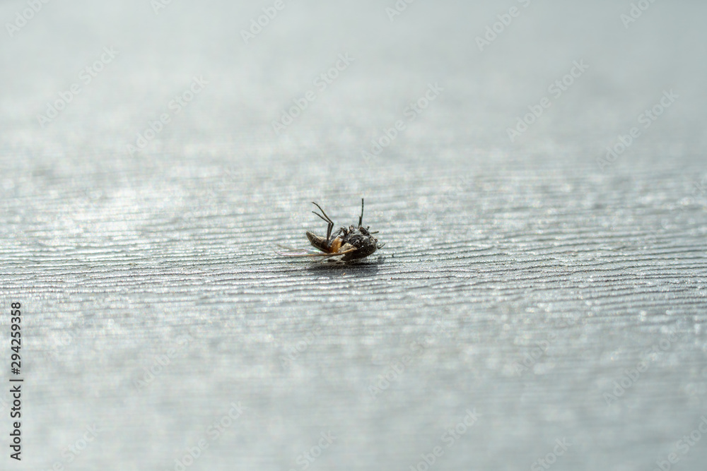 dead fly on gray background dead fly on gray background